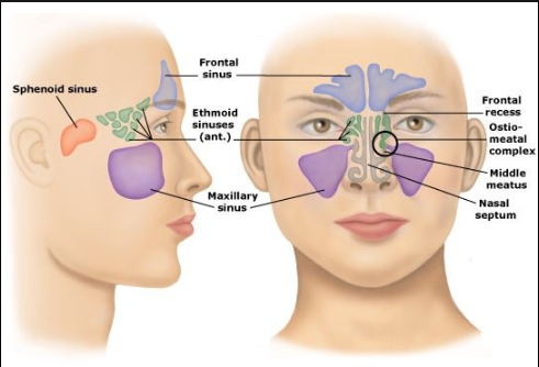 maxillary sinus